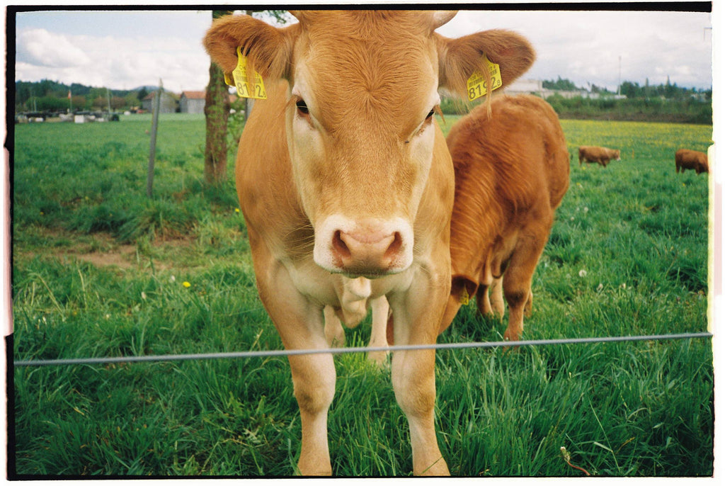 Kodak Ultramax 400 35mm