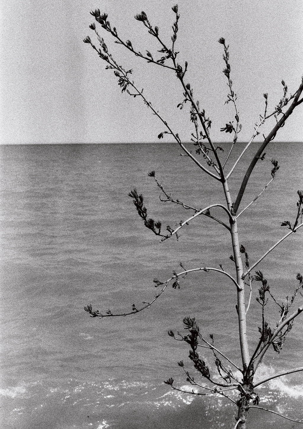 CineStill XX 35mm