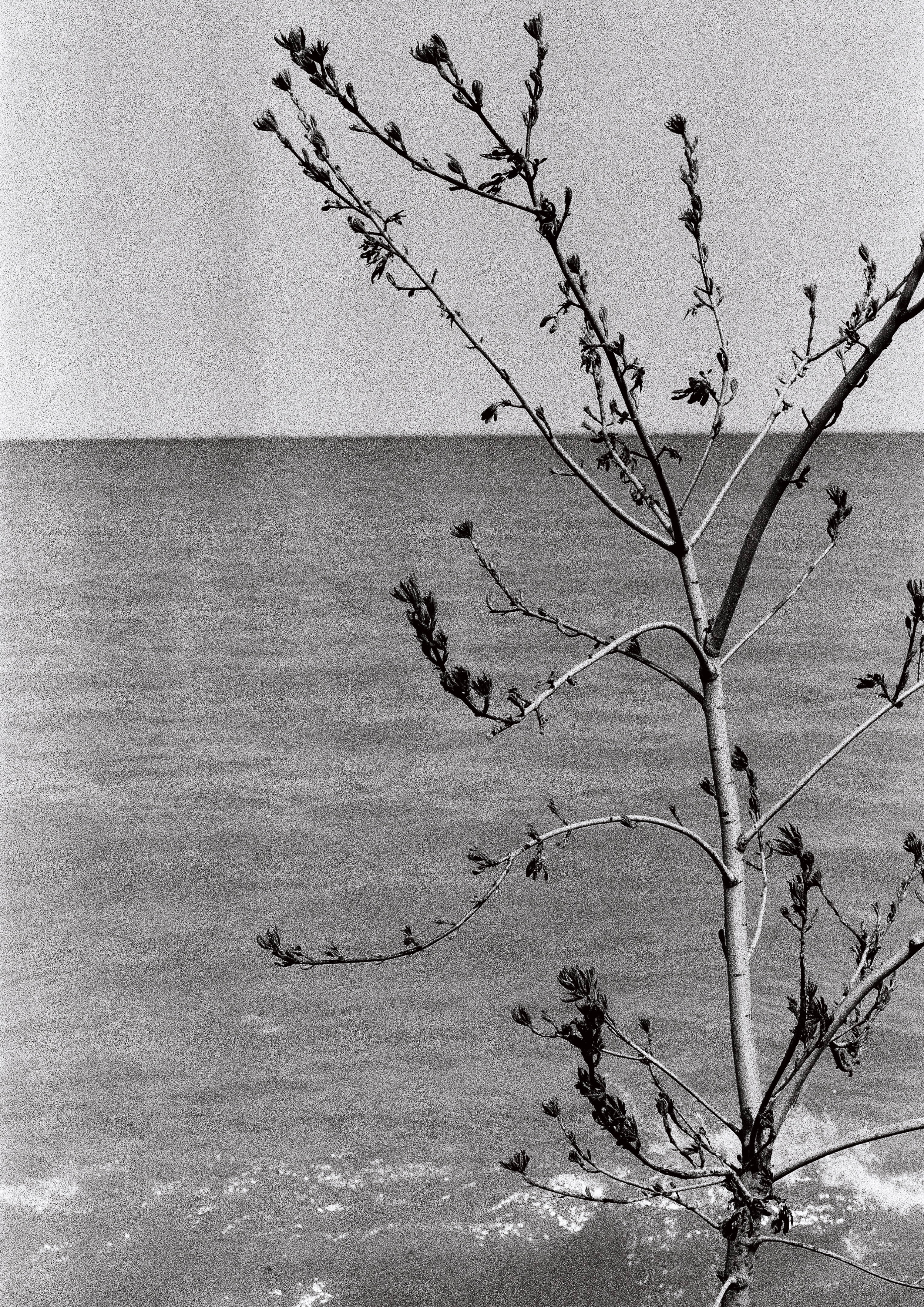 CineStill XX 35mm