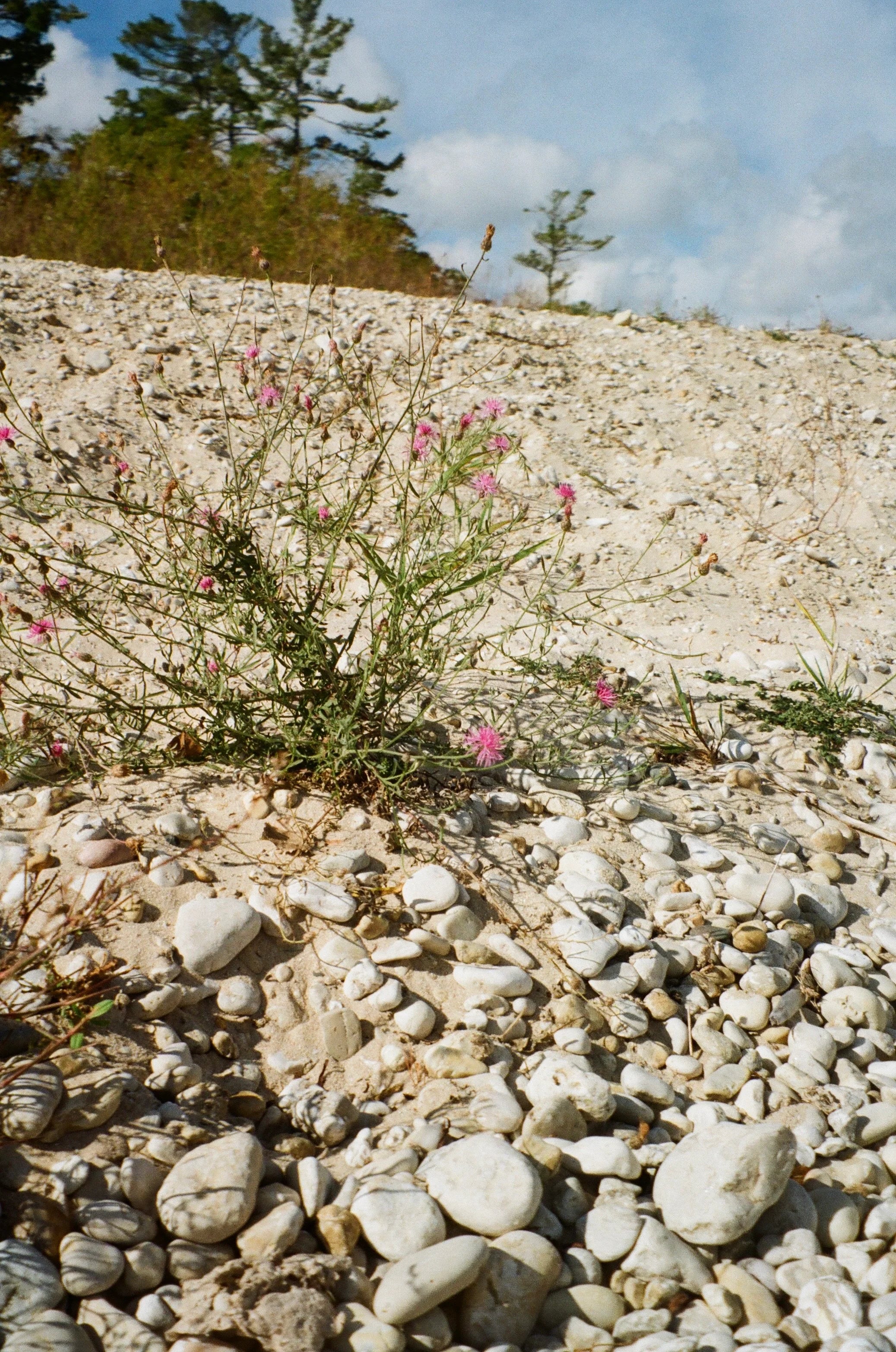 Kodak Gold 200 35 mm