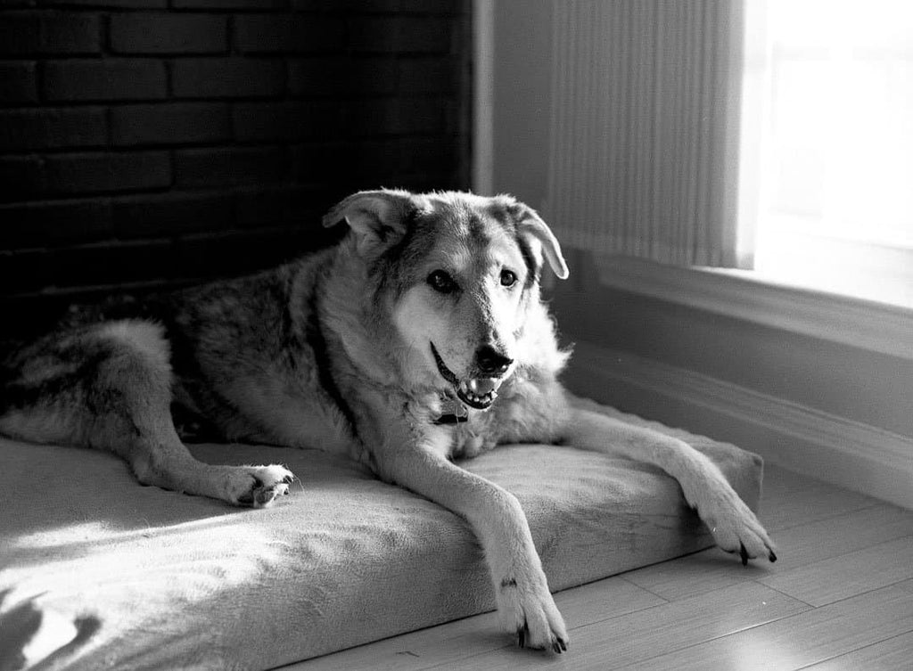 Ilford Delta 400 120