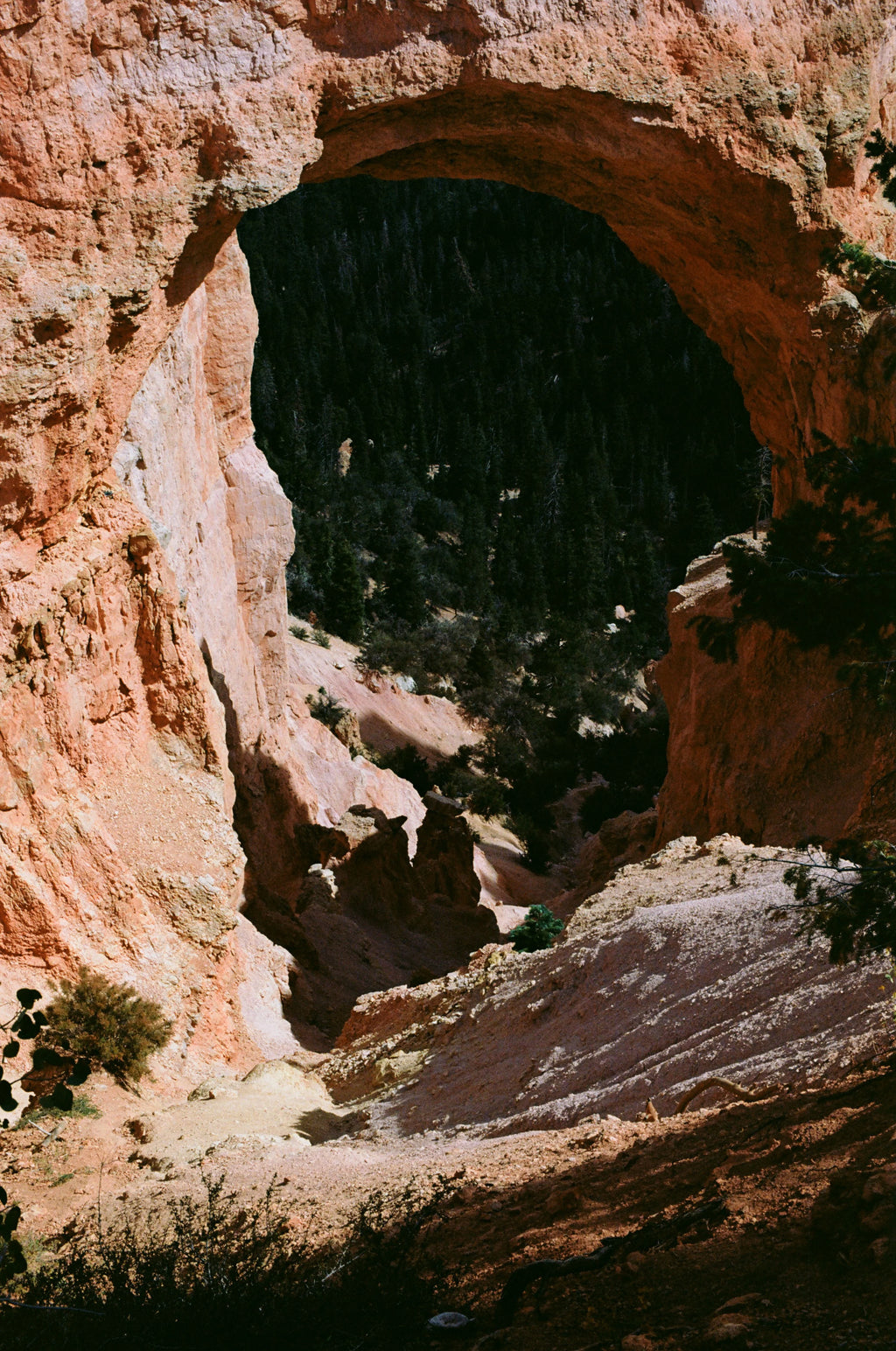 Kodak Ektar 100 120