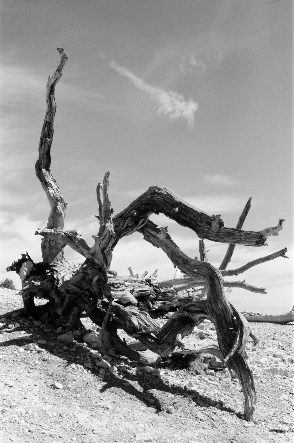 Kodak T-Max 100 120