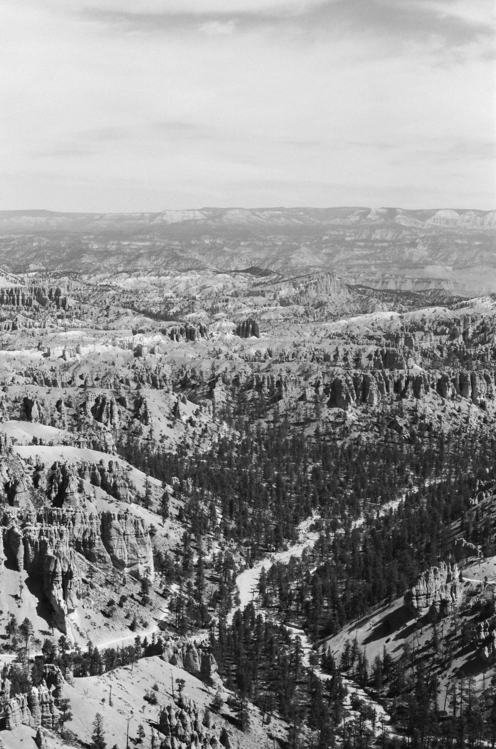 Kodak T-Max 100 120
